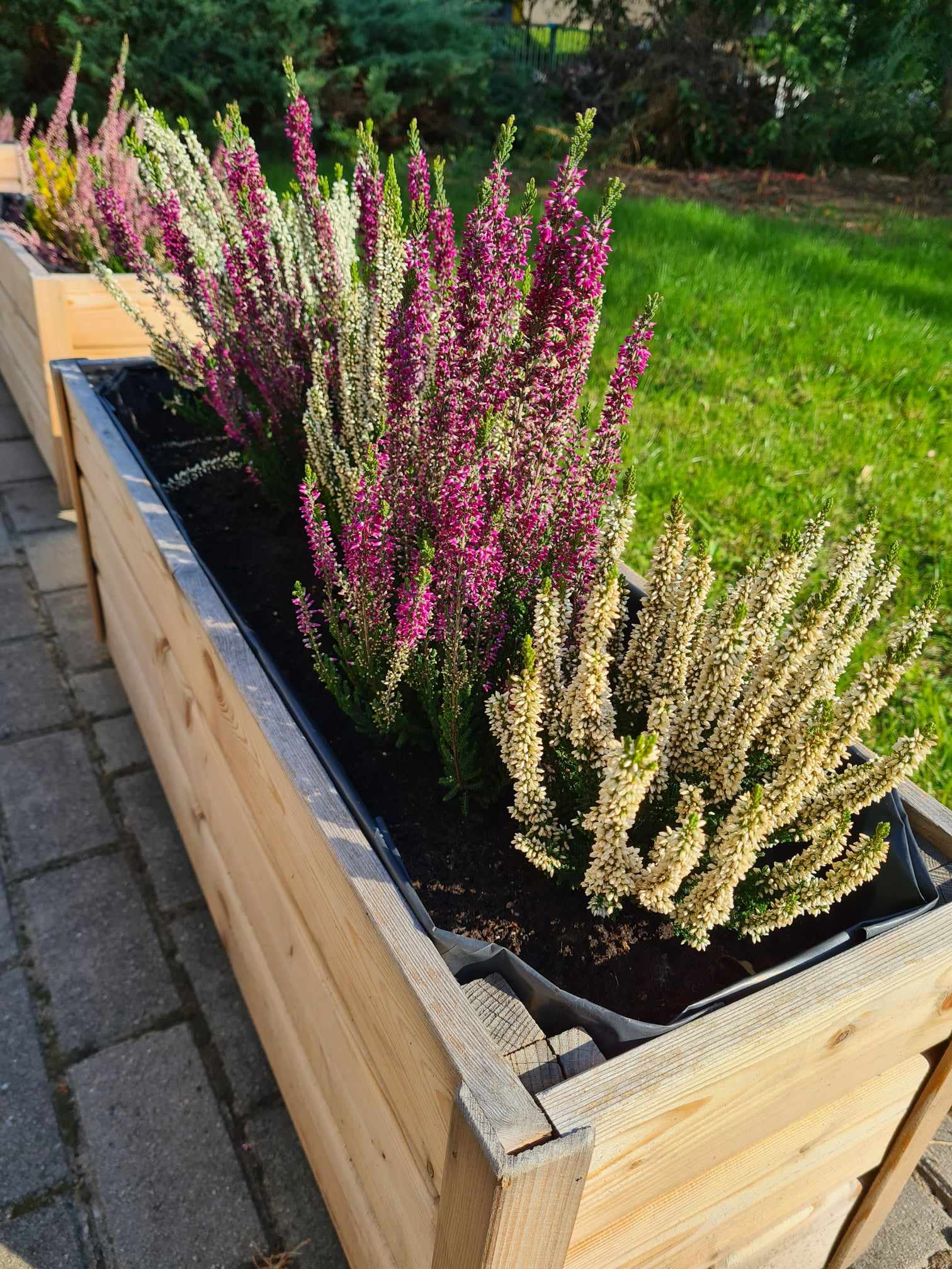 Wrzosy Delfinki 2